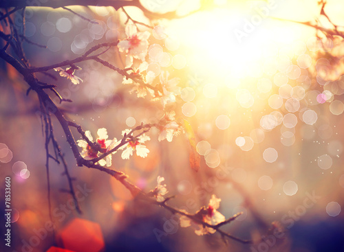 Spring blossom background. Beautiful scene with blooming tree