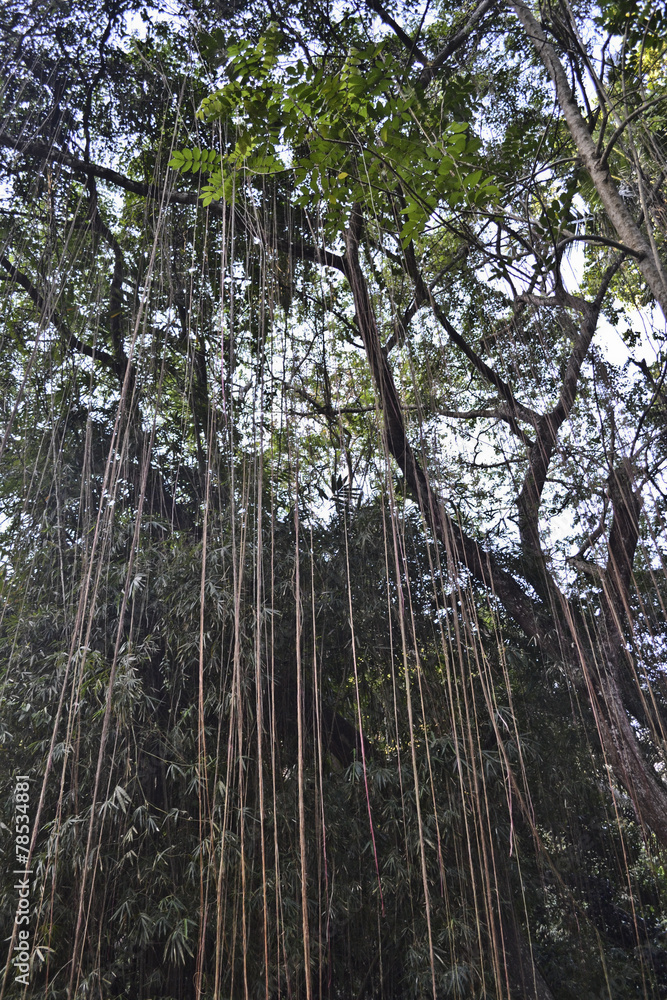 Naklejka premium liana e albero