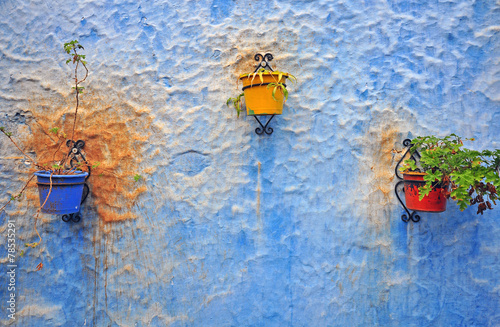 Flowerpots on the blue wall photo