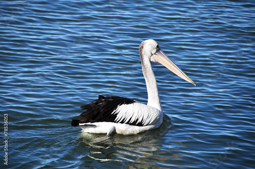 Spot-billed pelican Australian Bird
