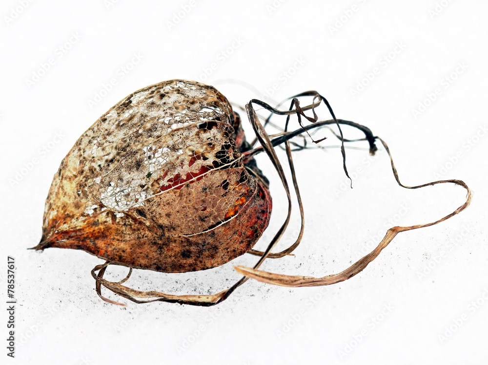 Fototapeta premium Frucht der Lampionblume im Schnee