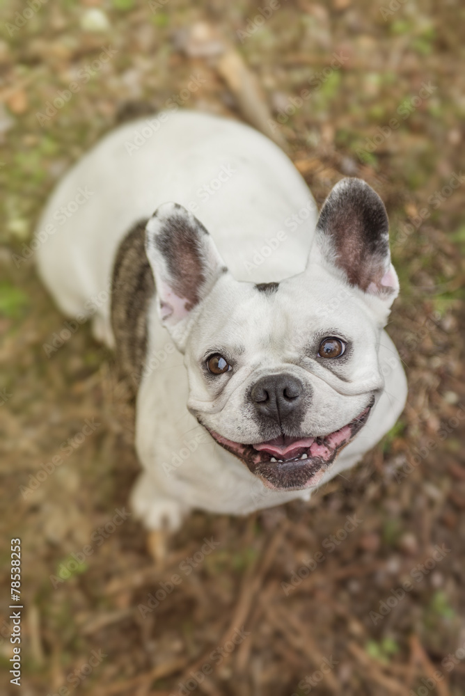 Top view portrait of French bulldog in the park looking at the camera. Top view portrait of French bulldog in the park looking at the camera.