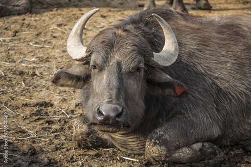 Moody buffalo