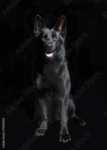 schwarzer Schaeferhund sitzend photo