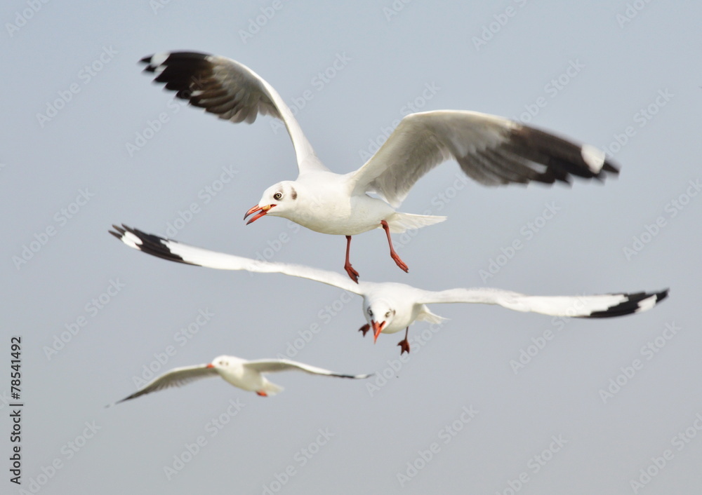 Obraz premium seagull fly