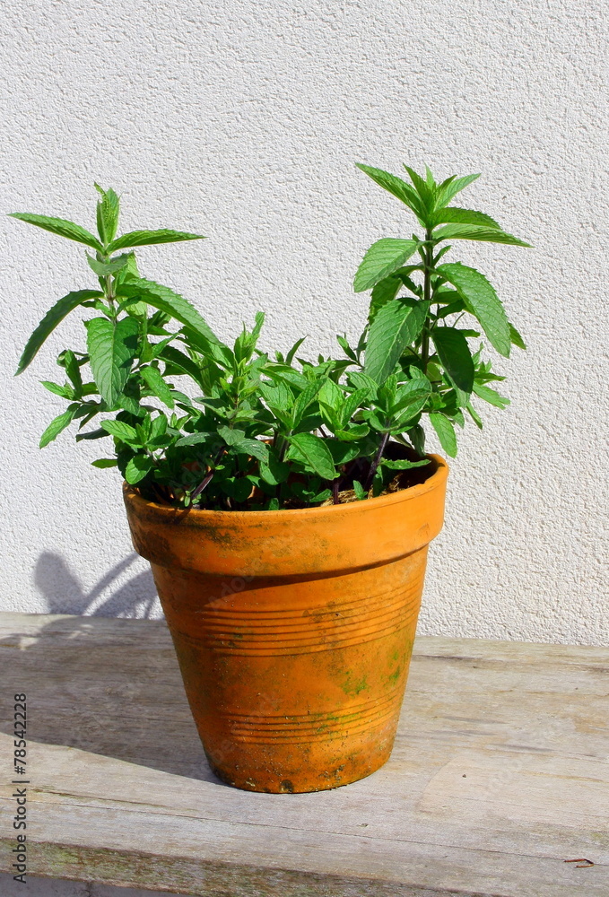 Fototapeta premium pot en terre de menthe aromatique