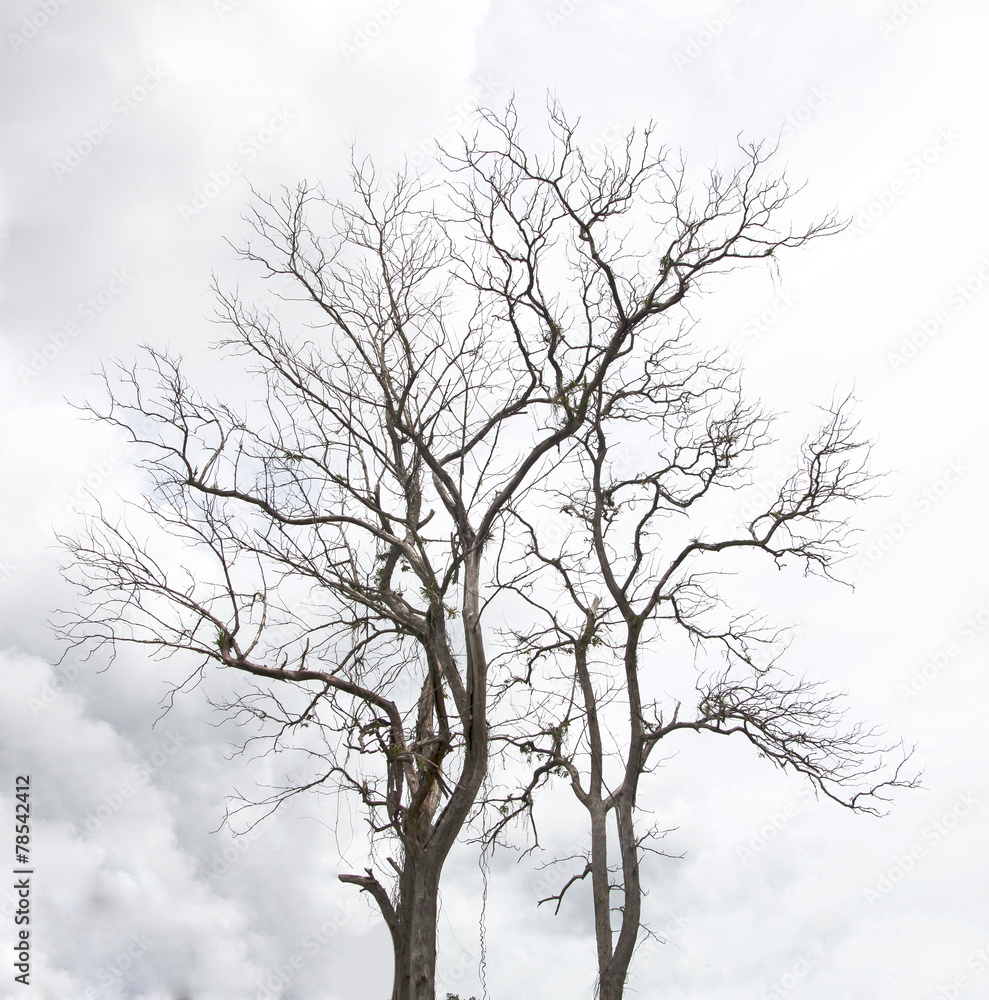 Dead Tree without Leaves droughts Dead Tree without Leaves droughts