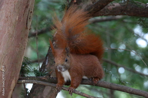 Eichhörnchen im Baum © Carola G.