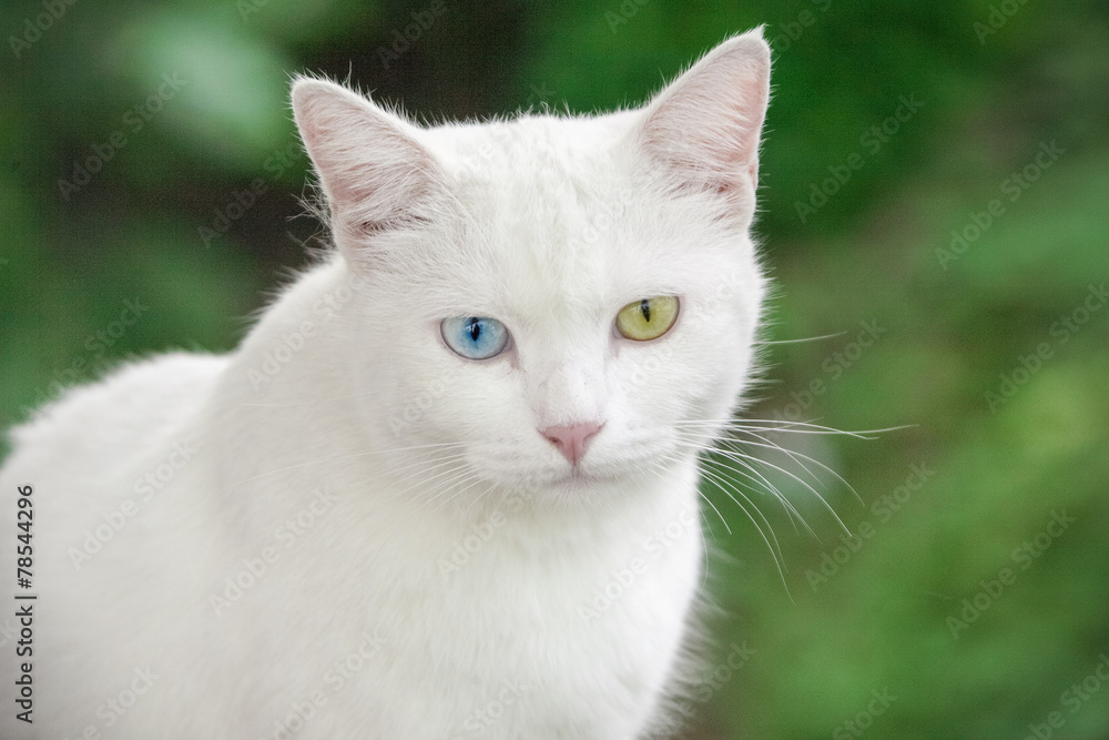 Cat with different colored eyes
