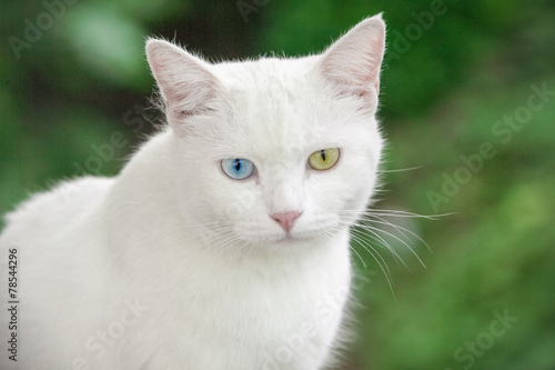 Cat with different colored eyes