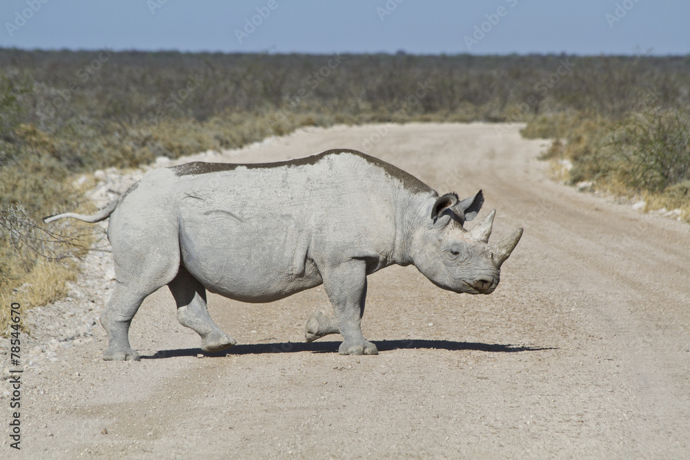 Obraz premium Nashorn / Rhinozeross in Namibia