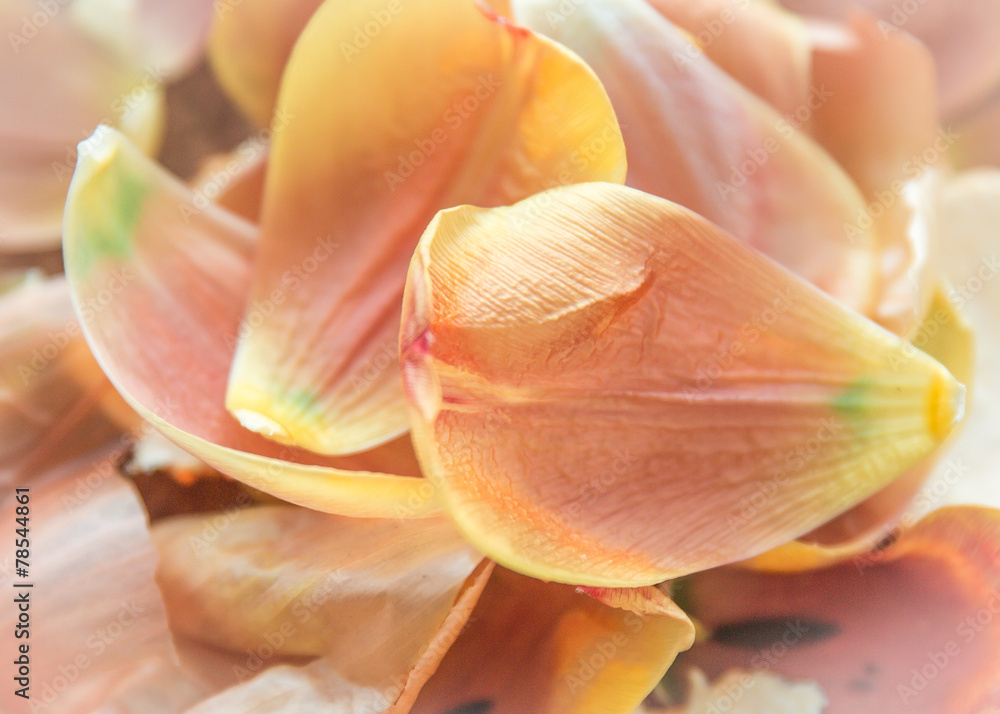 Petals of tulips Petals of tulips
