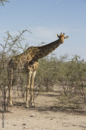 Giraffe schaut in Kamera