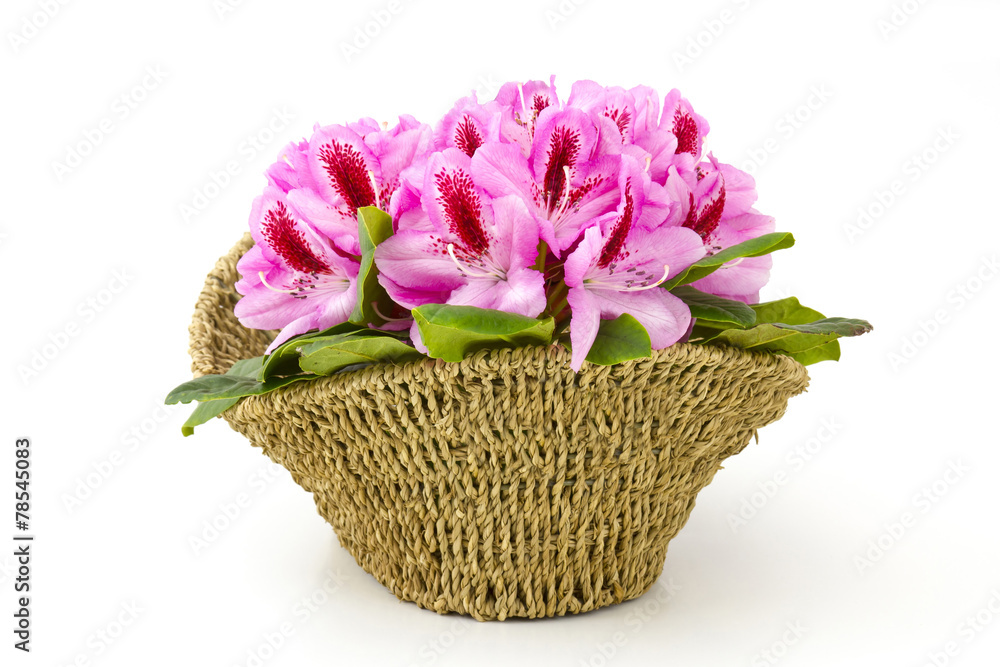 rhododendron in a basket rhododendron in a basket