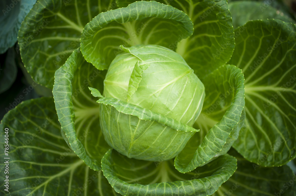 Fototapeta premium Fresh cabbage