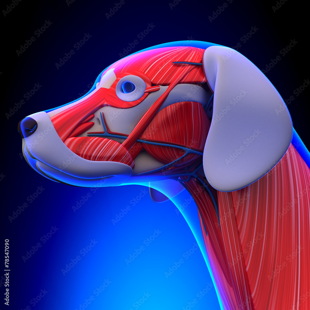 dog-muscles-anatomy-anatomy-of-a-male-dog-muscles-stock-illustration