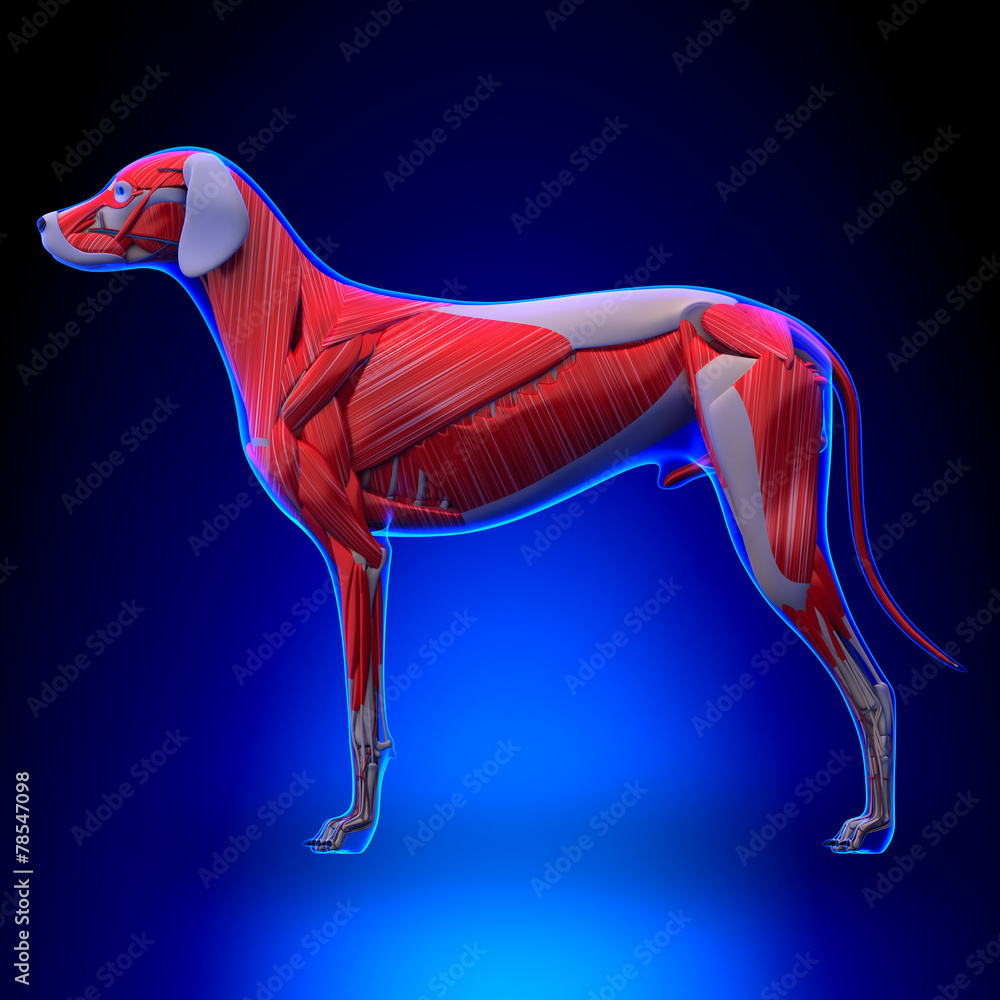 Dog Muscles Anatomy Muscular System of the Dog Stock Illustration