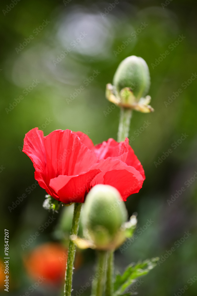 Poppies in the field