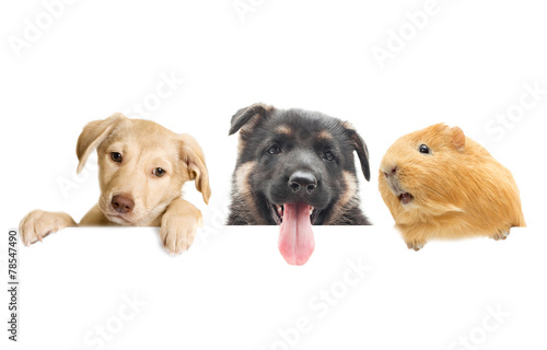 guinea pig and Puppy peeking