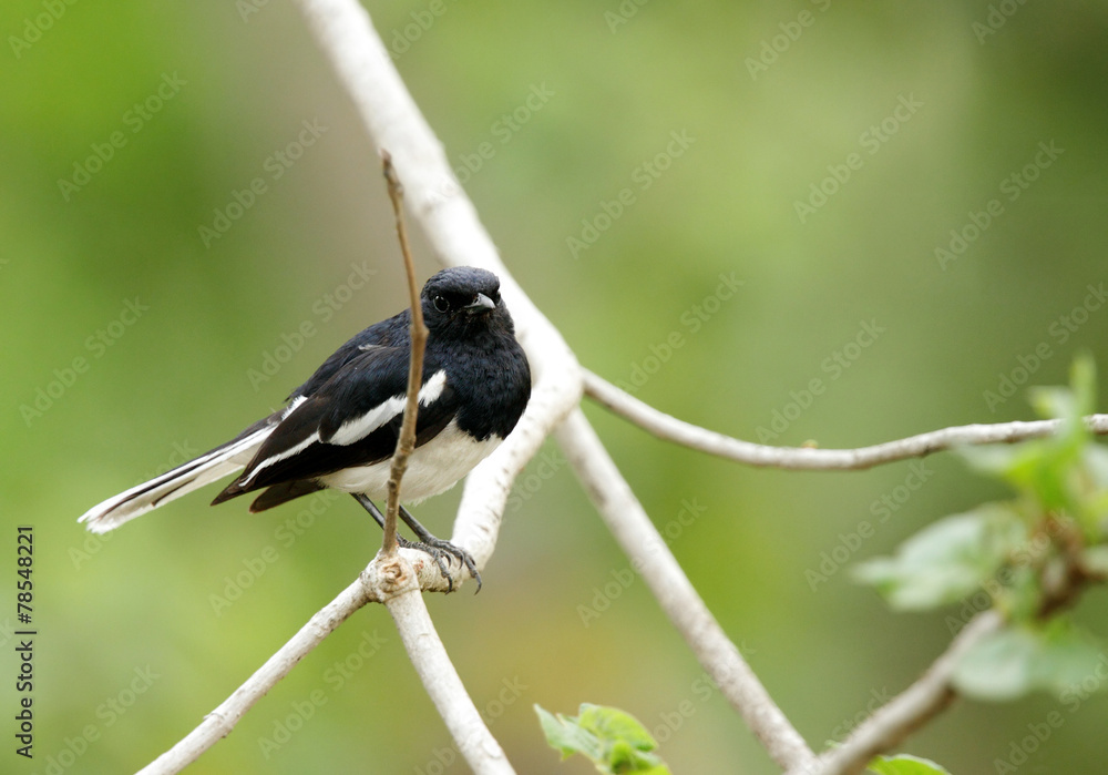 Obraz premium Beautiful male Oriental Magpie-Robin in Jhirna Forest
