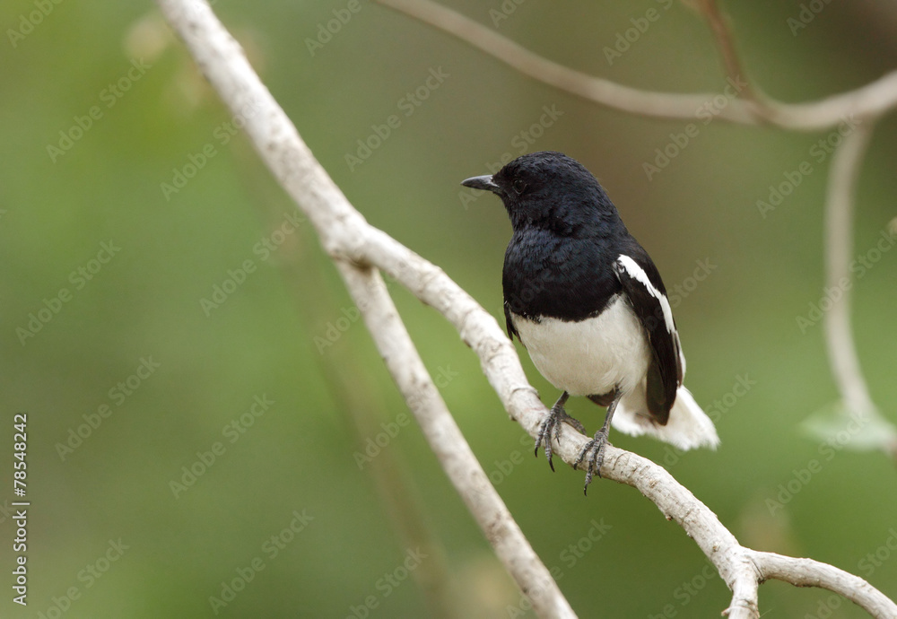 Fototapeta premium Beautiful Magpie-Robin perched on a tree