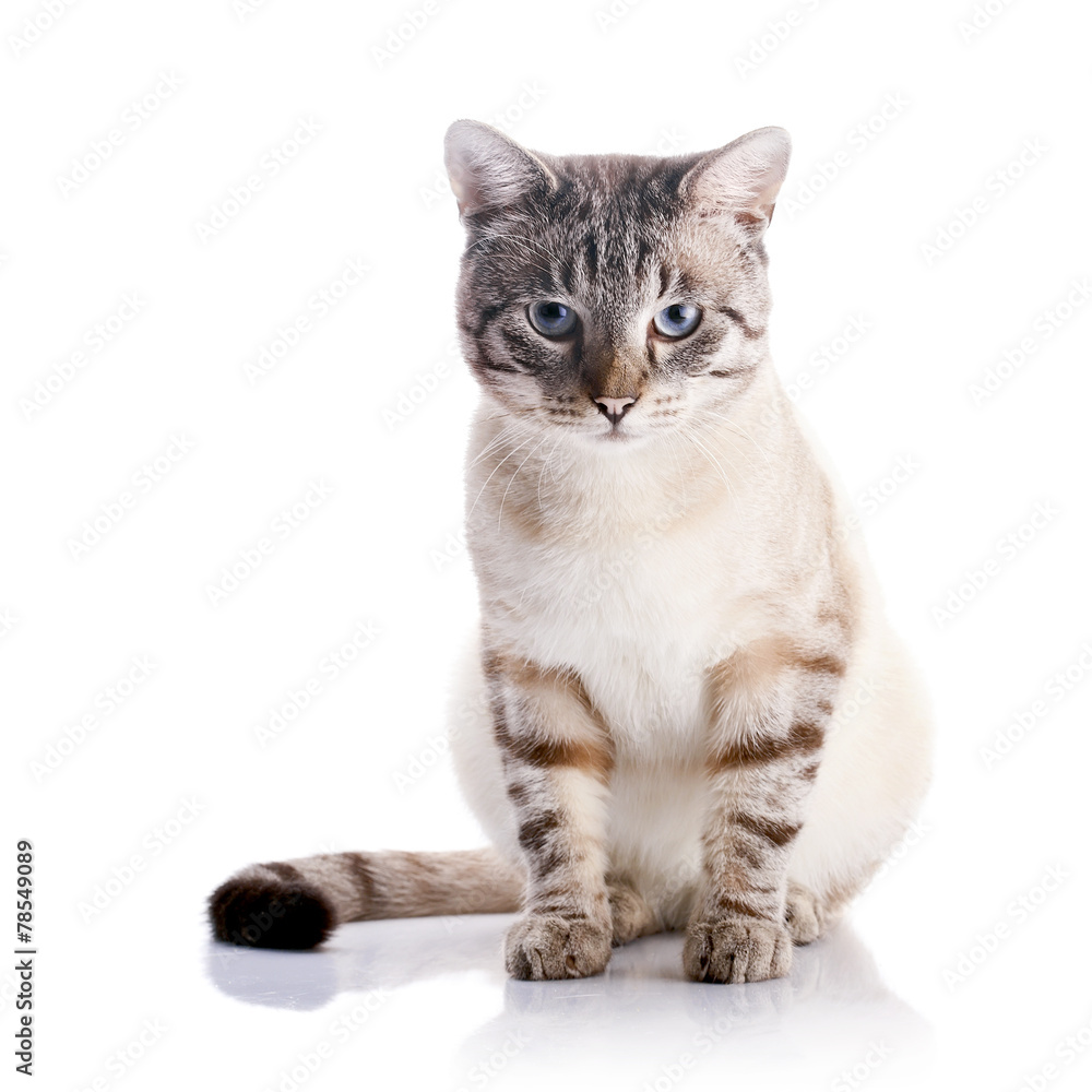 Fototapeta premium Beautiful striped cat with blue eyes.