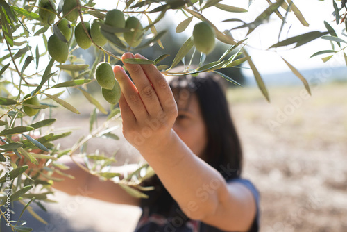 Picking olives photo