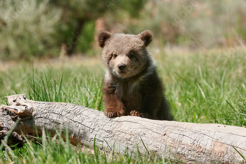 Fotografia Grizzly bear cub sitting on the log