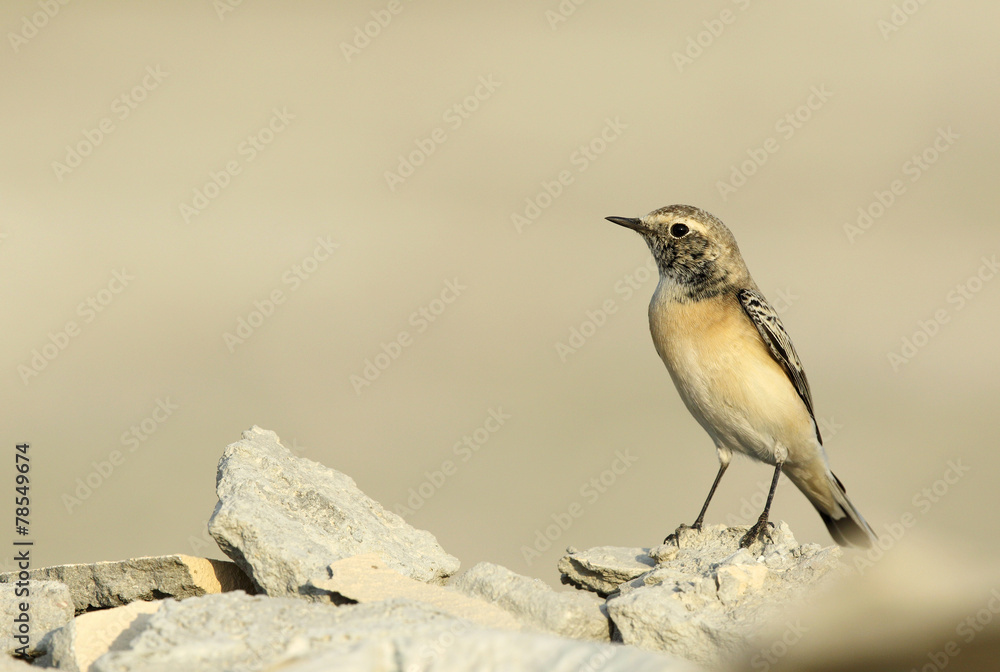 Fototapeta premium Beautiful Pied Wheatear