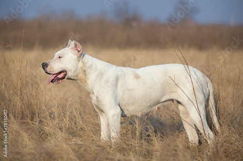 Profile of female Dogo Argentino © Lunja