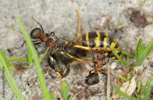 Wood ants  Formica transporting wasp