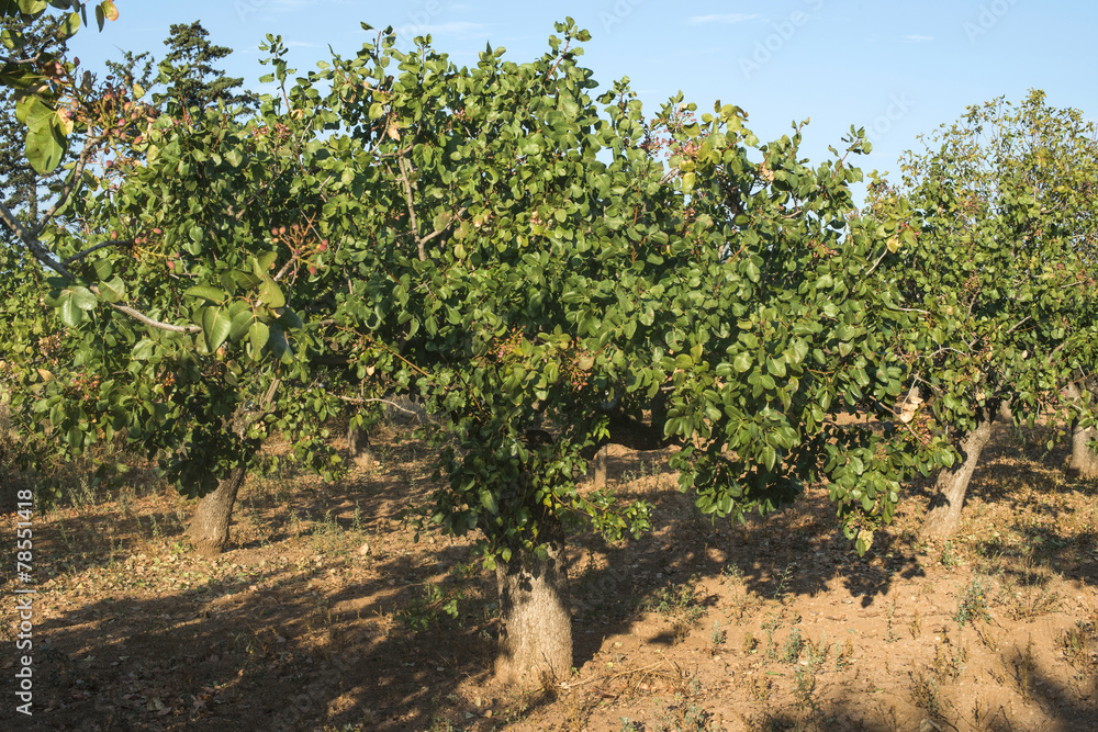 Pistachio trees