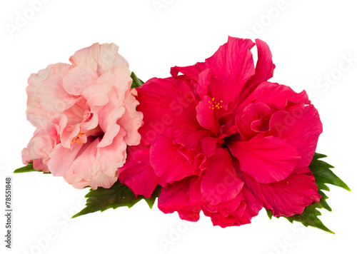 red and pink hibiscus flowers