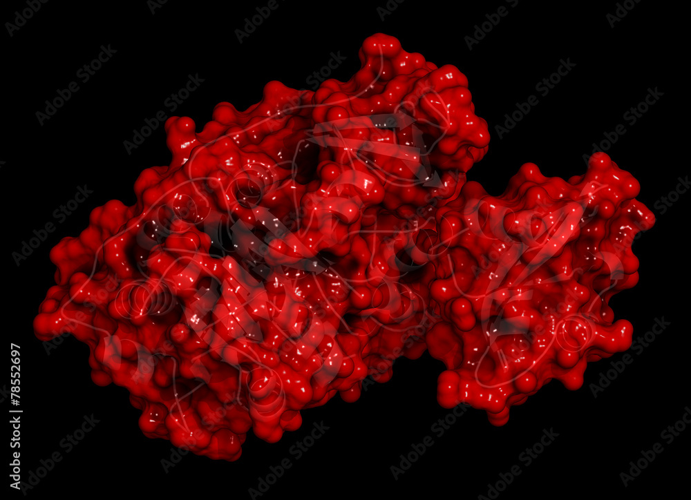 Firefly luciferase enzyme Stock Illustration Adobe Stock Firefly luciferase enzyme Stock Illustration Adobe Stock