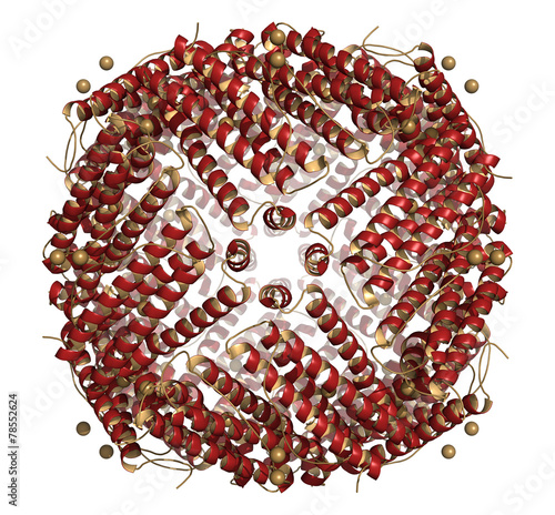 Ferritin (apoferritin) protein. 