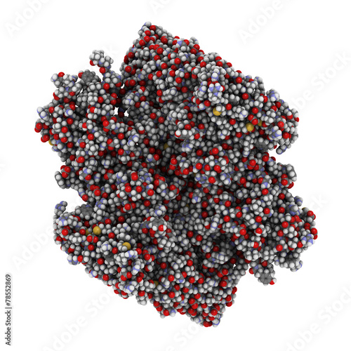 Coagulation factor XIII (FXIII, A subunits), molecular structure photo