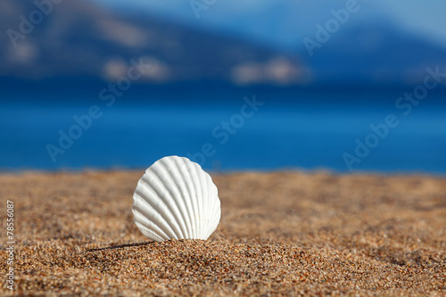 Sea shell on a beach