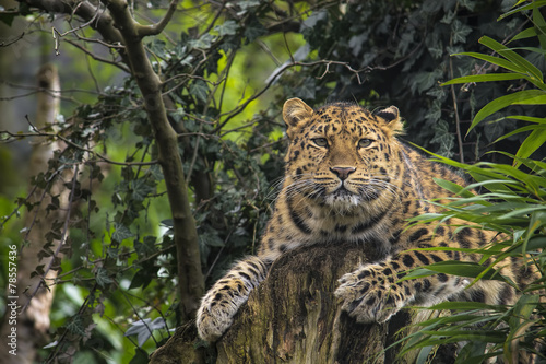 Photos Amur leopard