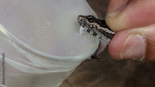 Collecting venom from venomous snake (Bothrops lojanus)
