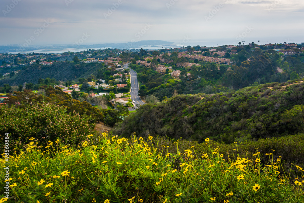Yellow flowers and view of houses in the hills of La Jolla, from