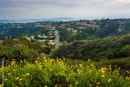 Fototapeta Naklejka Na Ścianę i Meble -  Yellow flowers and view of houses in the hills of La Jolla, from