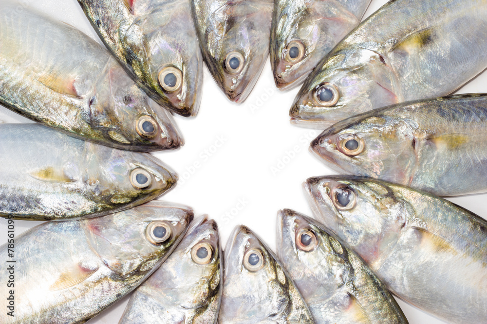 Obraz premium closeup fresh mackerel fish