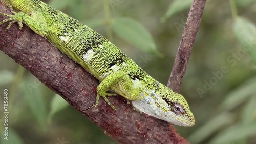 Berthold's Bush Anole (Polychrus gutturosus spurrelli) photo