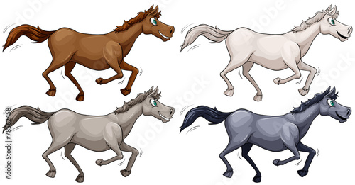 Wild horses