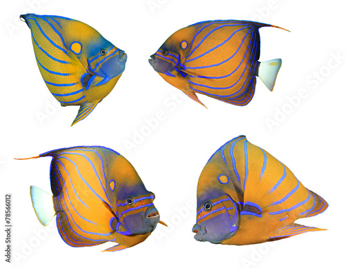 Tropical fish isolated on white: Blue-ringed Angelfish