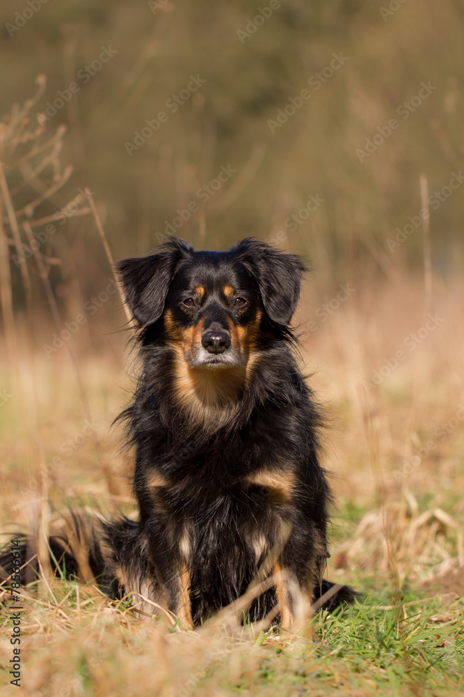 Fototapeta premium Hunde Portrait