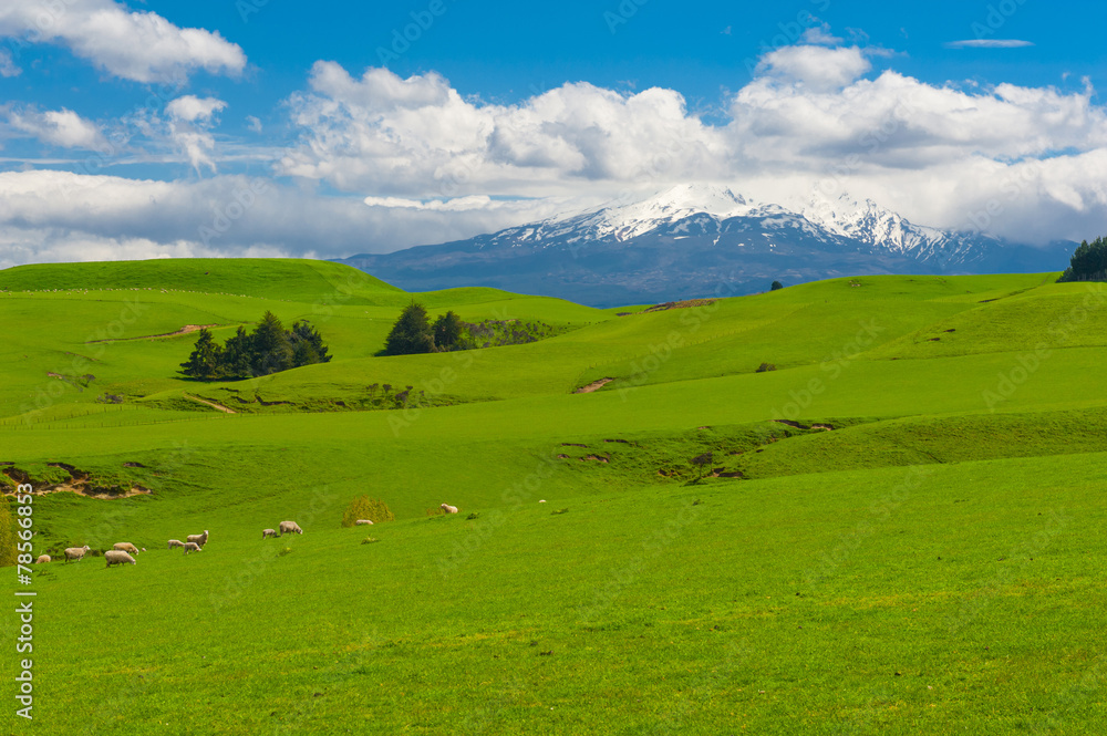 Mt. Ruapehu and fields Mt. Ruapehu and fields