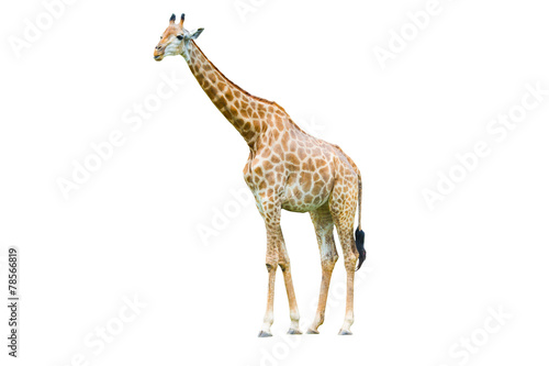 Giraffe isolated on white background