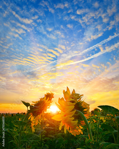 Fototapeta Naklejka Na Ścianę i Meble -  Sunrise sunflowers