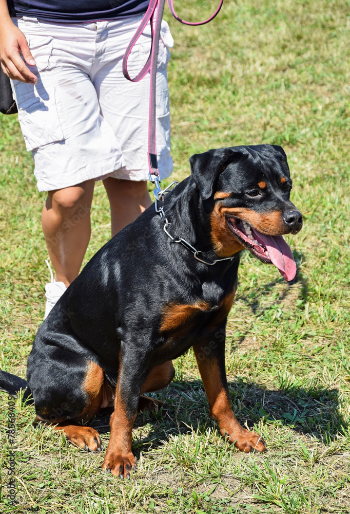 Rottweiler dog is sitting and looking Rottweiler dog is sitting and looking